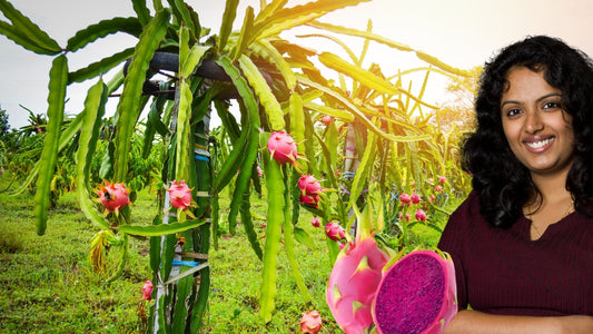 dragon fruit farming in India