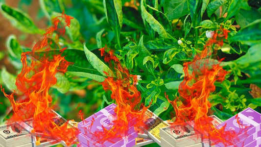 Chilli Leaf Curl Virus (ChiLCV) Threatens India's Chilli Crops: Solutions for Farmers