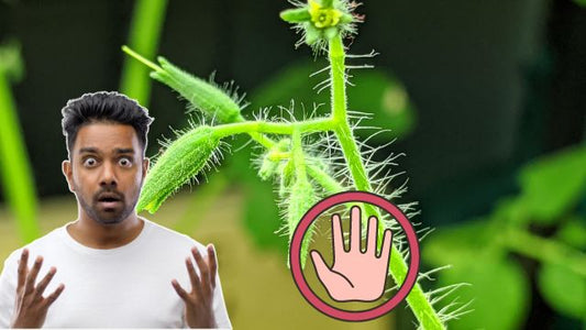 Plants Fight Back: Natural Defenses Against Insects