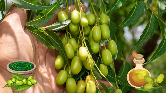 Neem Oil: Your Economical and Effective Solution for Pest Management