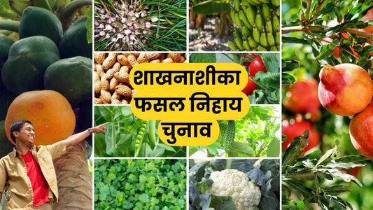 This article brings you choice of herbicide along with doses for use in range of crops including Soybean, onion, garlic, watermelon, brinjal, okra, tomato, pea, coriander, cabbage, cauliflower, banana, papaya, pomegranate and many more.