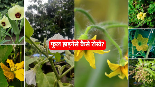 पौधों के फूल झड़नेसे कैसे रोखे?