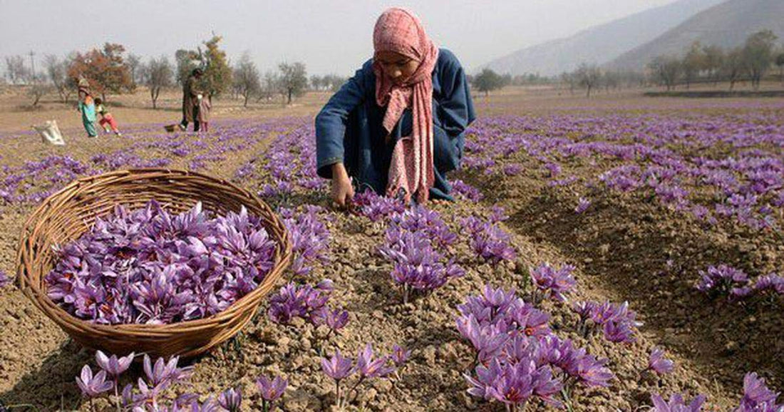 Saffron cultivation