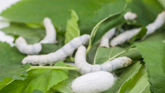 Lets grow silkworm!