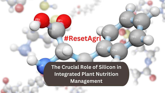 The Crucial Role of Silicon in Integrated Plant Nutrition Management