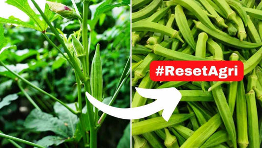 how to grow soft okra