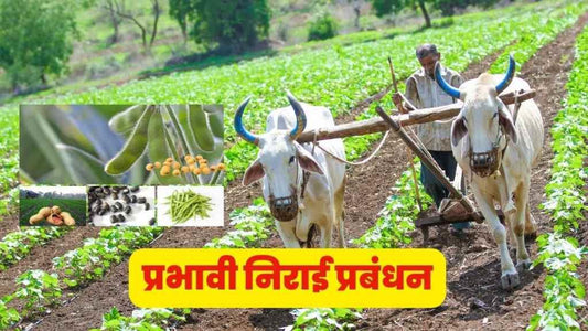 सोयाबीन की फसल में खरपतवार के प्रबंधन के लिए एक प्रभावी उपाय: शाकेद
