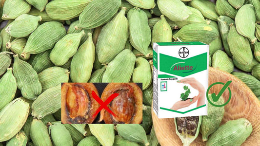 Controlling Azhukal disease of Cardamom in most economical way