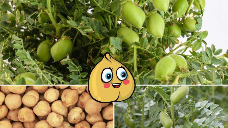 chickpea plant growth regulators