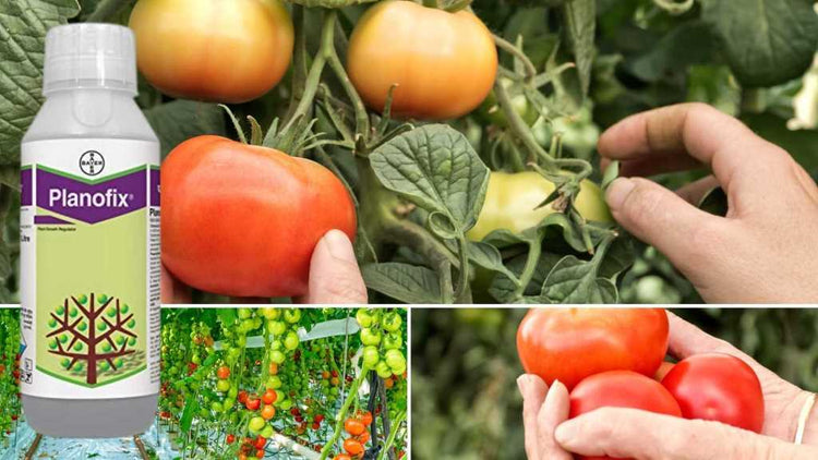 plant growth promoter for planofix