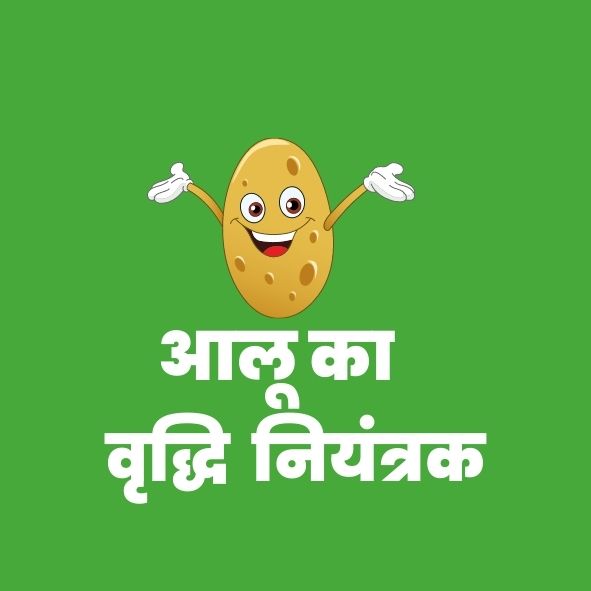 आलुका वृद्धिनियंत्रक
