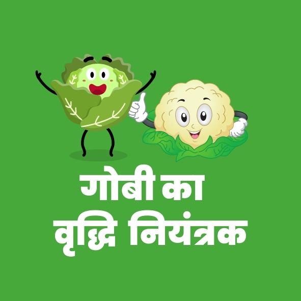 गोबीका वृद्धिनियंत्रक