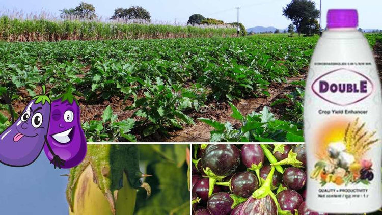 PGR for Brinjal, lihocin, 24 karat Ga, Hoshi, Progibb, lihogard, double