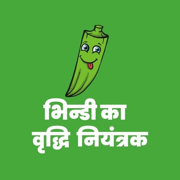 भिन्डीका वृद्धिनियंत्रक