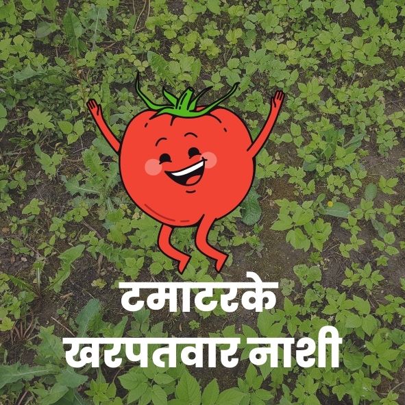 टमाटरके खरपतवारनाशी