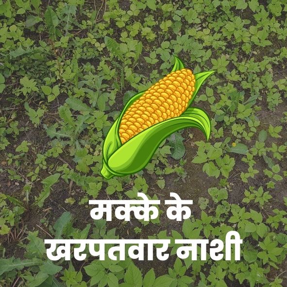 Maize Herbicides