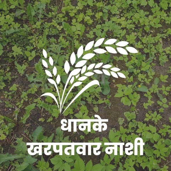 धानके खरपतवारनाशी
