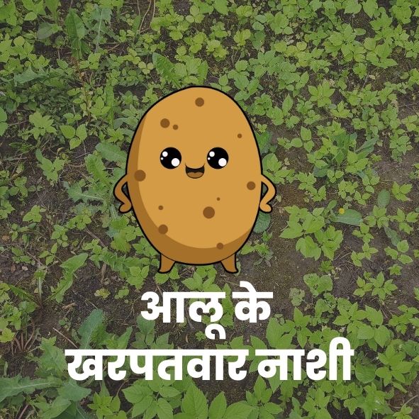 आलूके खरपतवारनाशी