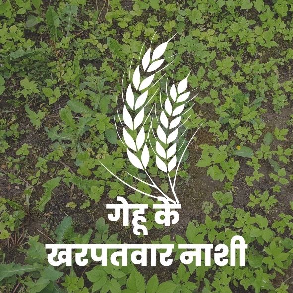 गेहूके खरपतवारनाशी
