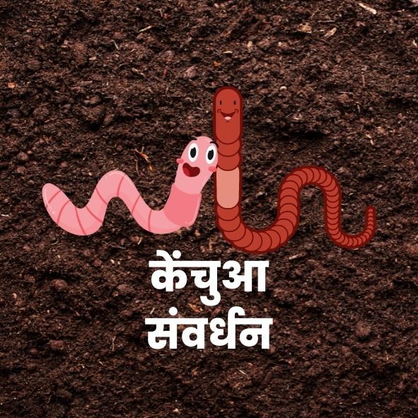 buy earthworms online