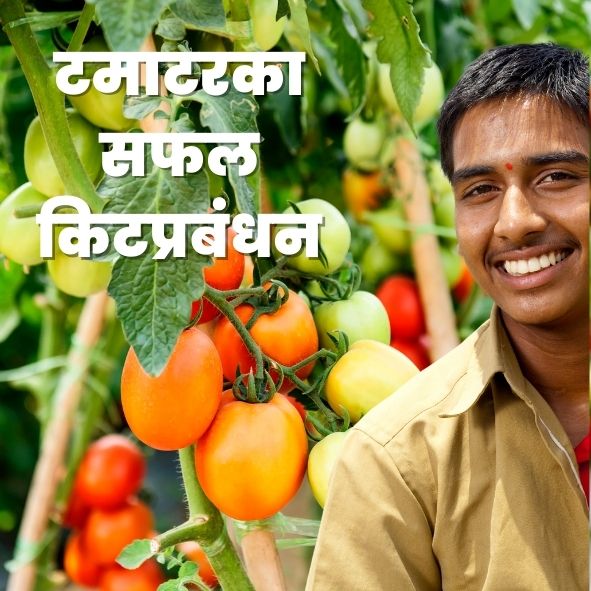 अगर आपके फसल मे सफेद मक्खी, फुदका, एफिड, तैला जैसे रसचुक कीटों का प्रभाव दिखाई दे रहा है तो आपको अलीका जैसे दो क्रियाशील घटक वाले या बेनेविया जैसे आधुनिक किटनाशक का छिडकाव करना होगा.