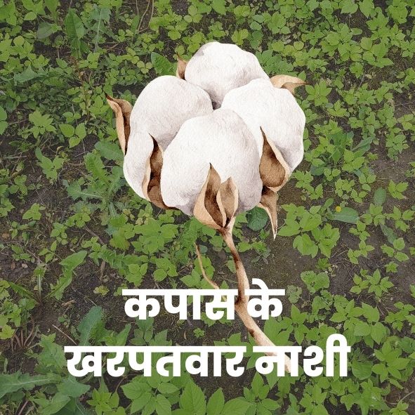 कपासके खरपतवारनाशी