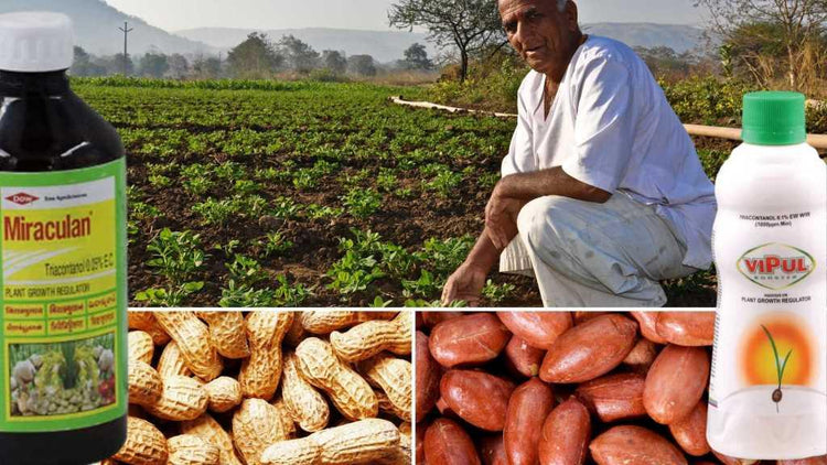 मूंगफल्लीका वृद्धिनियंत्रक