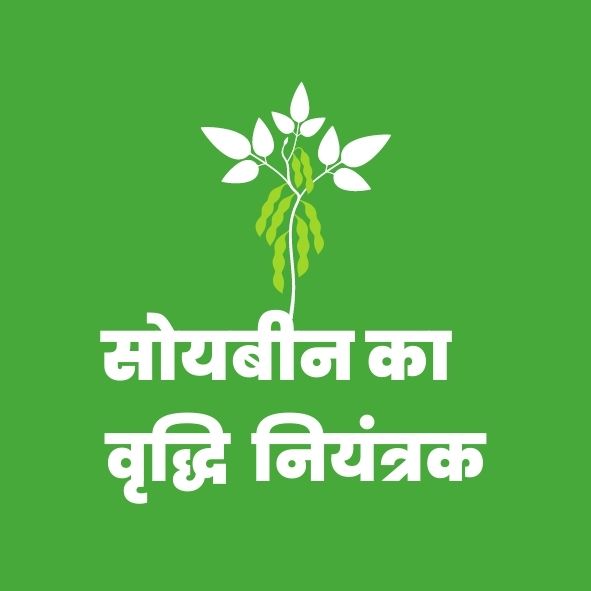 Plant Growth Regulator for Soybean