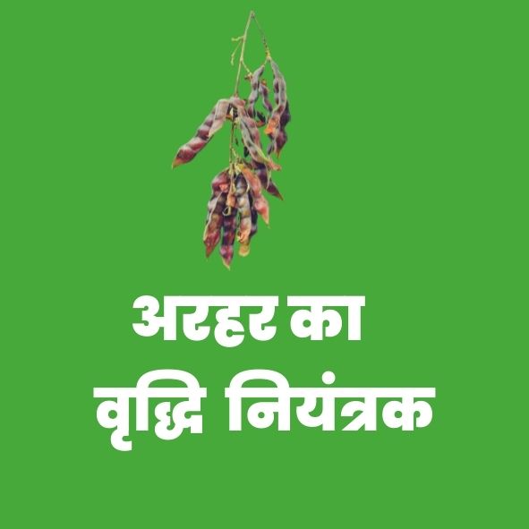 Plant tonic for Pigeon pea
