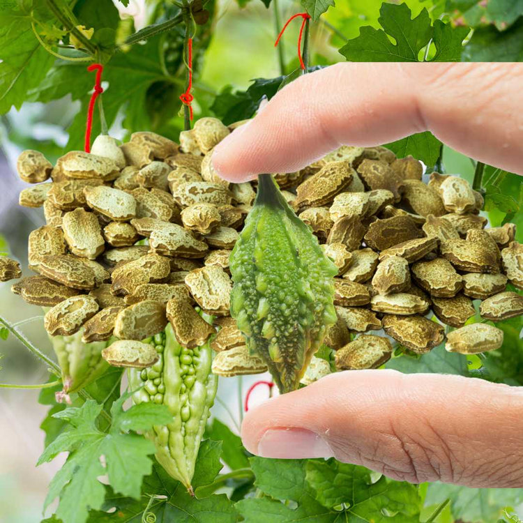 bitter gourd seeds