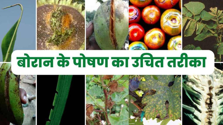 boron deficiency in banana, sunflower, mango, tomato, cabbagge, grapes, cotton, wheat