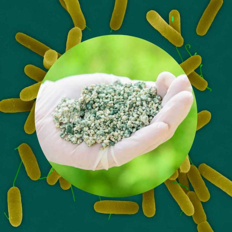 Pseudomonas and trichoderma are excellent microbes for seed treatment . These microorganisms protect seed and seedlings from soil borne diseases through competition for food, space. They also show high degree of antibiosis.
