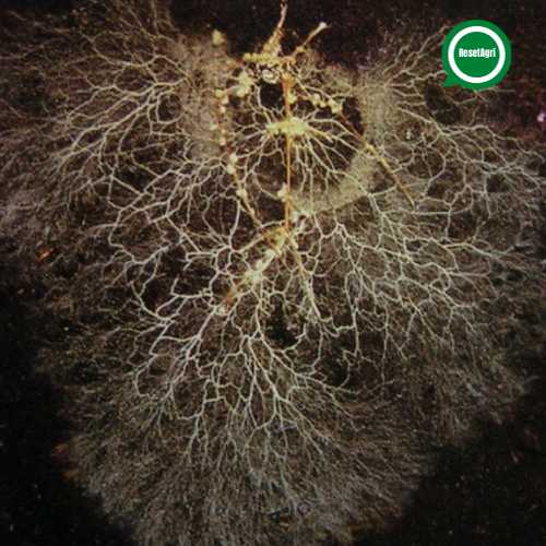 mycorrhizae
