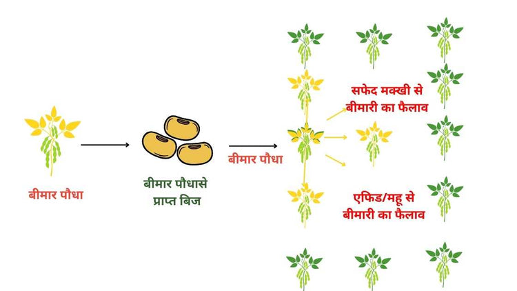 how plant virus spread?