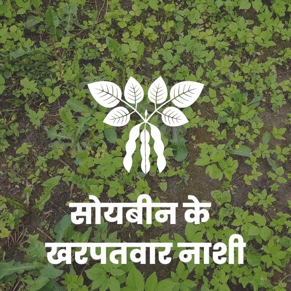 सोयबीनके खरपतवार नाशी