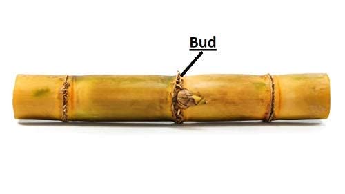 युवकॉन आयरन मैनुअल गन्ना बड कटर मल्टीकलर