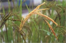 symptosms of ysb in paddy