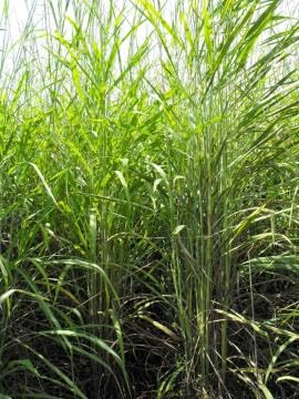 सुपर नेपियर गवत बियाणे स्टिक पॅक 50