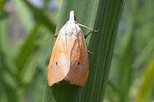yellow stem borer moth