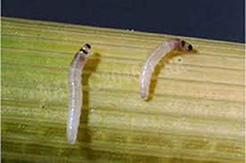 YSB borer