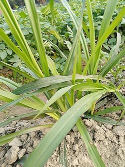 सुपर नेपियर गवत बियाणे स्टिक पॅक 70
