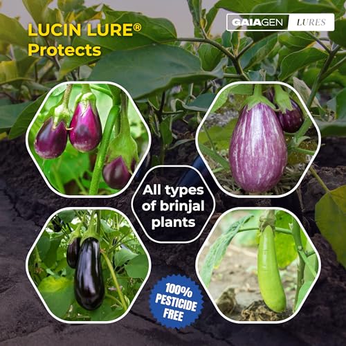 अपने बैंगन की फसल को बचाएं: बिना प्लास्टिक, मुनाफ़ा बढ़ाने वाला समाधान!