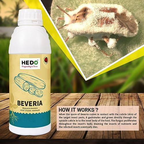 ऍफिड्स, थ्रिप्स आणि व्हाईटफ्लाइज नियंत्रित करण्यासाठी HEDO ब्युवेरिया बसियाना (1x10^8 CFU/g) बायो-ऑर्गेनिक (1L) द्रव