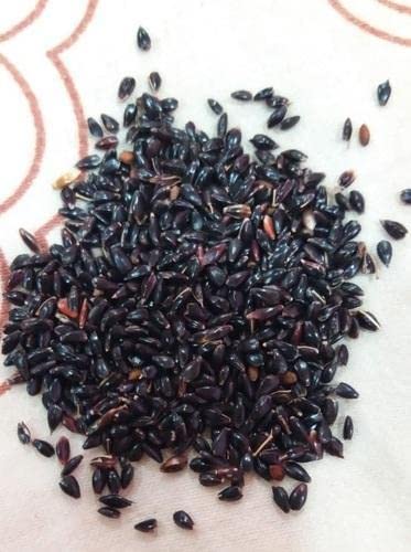 शेळीसाठी एसआरआय साई वनीकरण सुपर नेपियर गवताच्या बिया (500 ग्रॅम)