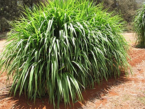 SRI SAI FORESTRY सुपर नेपियर गवत बियाणे (500 चे पॅक) उच्च उत्पन्न, मल्टी कट गवत
