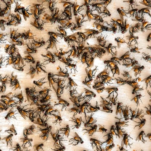 Optifit® 100Pcs Fly Trap Kit for Insects, Whiteflies, Aphids, Leaf Minor, Ultra sticker Trap for Indoor, Greenhouse, Dining Room, Pesticide Free Fly Sticky Trap(26 x 19 cm)