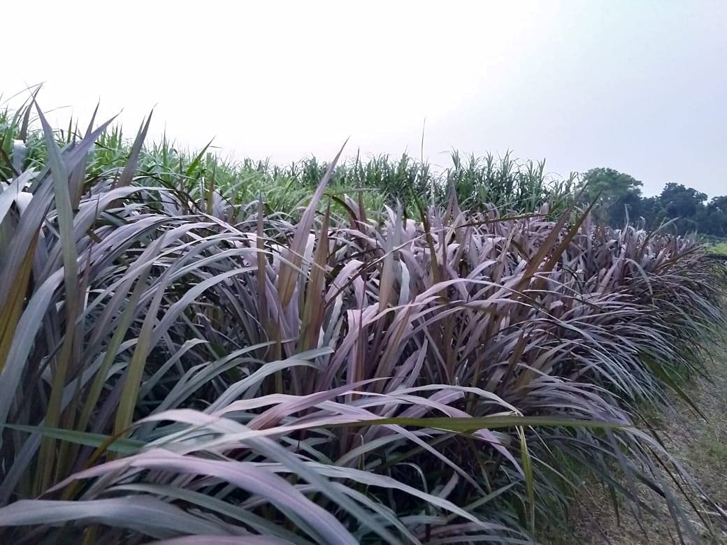 हाइब्रिड सुपर नेपियर घास छड़ी, 100% अंकुरण (30 छड़ी)