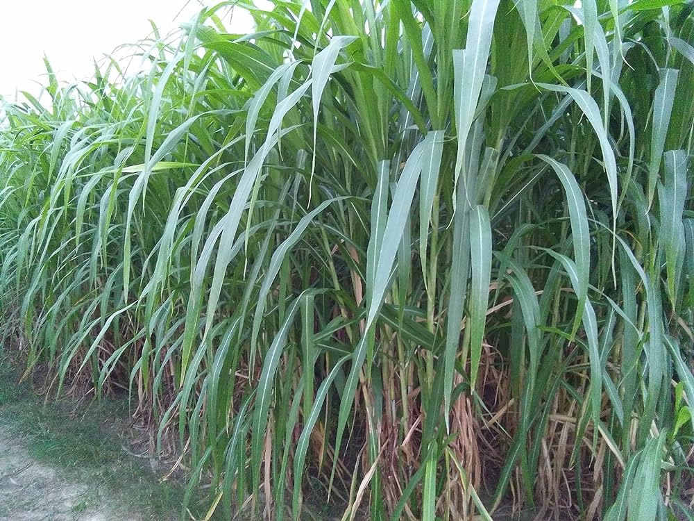 सुपर नेपियर गवत बियाणे स्टिक पॅक 50