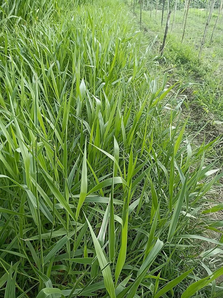 सुपर नेपियर गवत बियाणे स्टिक पॅक 50