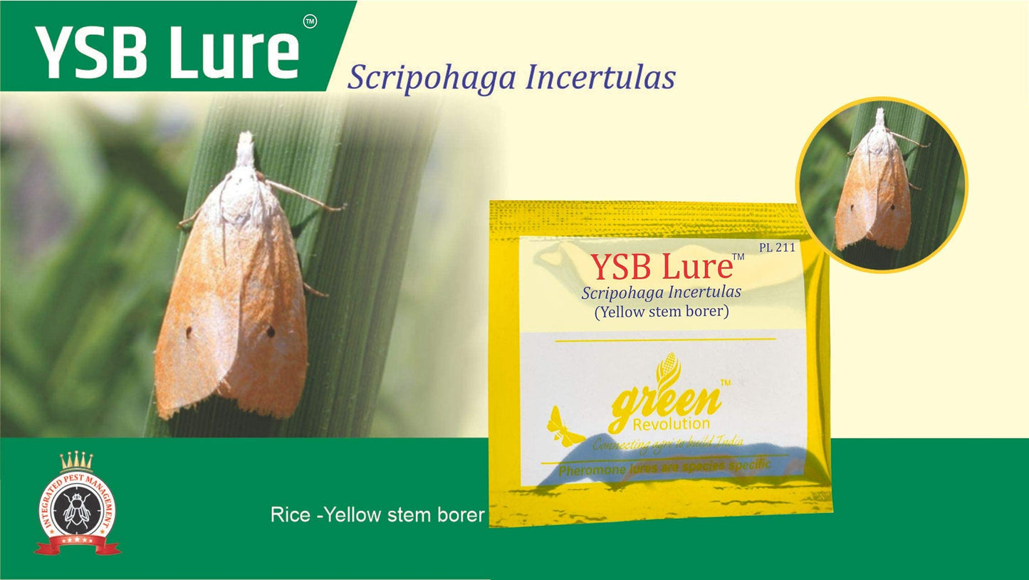 Rice - Yellow Stem Borer Lure